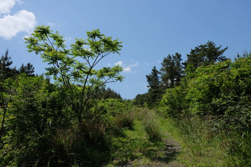 %EB%B0%A9%EC%84%A0%EB%AC%B8%EA%B3%84%EA%B3%A1_%EC%97%B4%EC%95%88%EC%A7%80_%EC%98%A4%EB%A6%84_%EA%B0%80%EB%8A%94%EA%B8%B8_16.JPG?type=w966