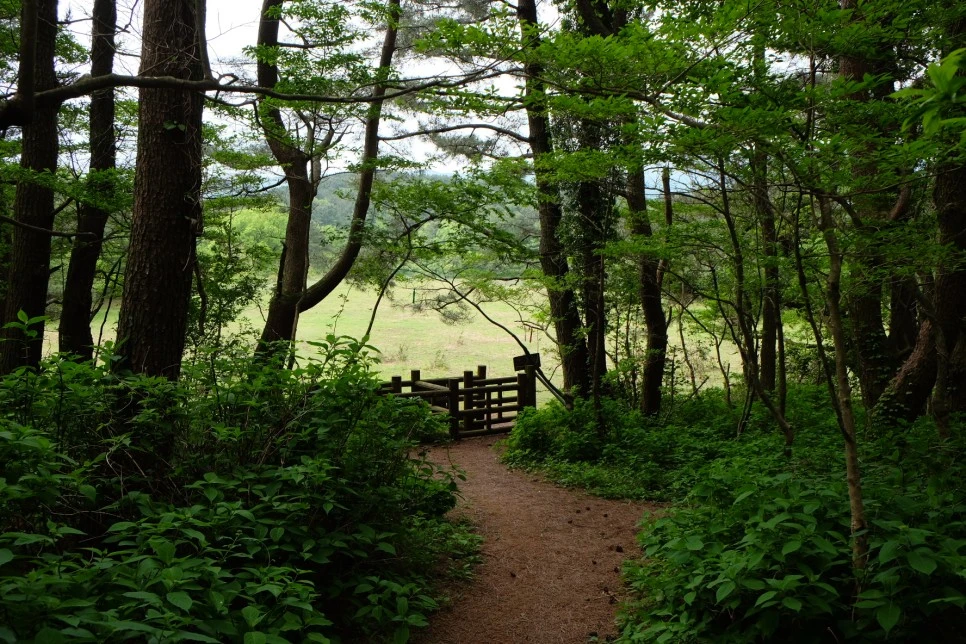 %EC%84%B8%EB%AF%B8%EC%96%91_%EC%98%A4%EB%A6%84_%EA%B3%A0%EC%82%AC%EB%A6%AC_%ED%8F%89%EC%9B%90_3.JPG?type=w966