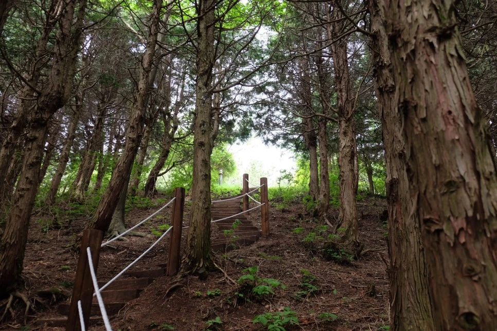 %EC%84%B8%EB%AF%B8%EC%96%91_%EC%98%A4%EB%A6%84_%EC%A0%95%EC%83%81_%EA%B0%80%EB%8A%94%EA%B8%B8_1.JPG?type=w966