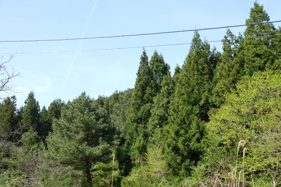 1FBFE4A5-CDB7-4369-9901-FB02311E2653-727-000021F11A00BA3F.JPG?type=w1