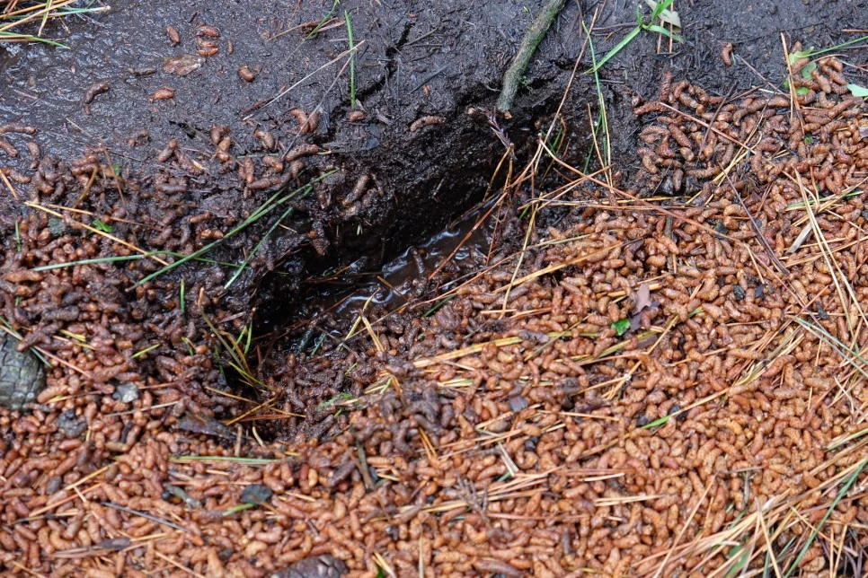 %EB%85%B8%EB%A3%A8%EC%86%90%EC%9D%B4_%EC%A7%84%ED%9D%99.JPG?type=w966