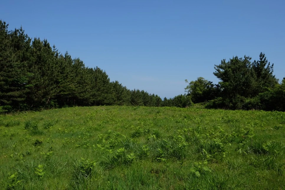 %EB%B0%A9%EC%84%A0%EB%AC%B8%EA%B3%84%EA%B3%A1_%EC%97%B4%EC%95%88%EC%A7%80_%EC%98%A4%EB%A6%84_%EA%B0%80%EB%8A%94%EA%B8%B8_14-1.JPG?type=w966