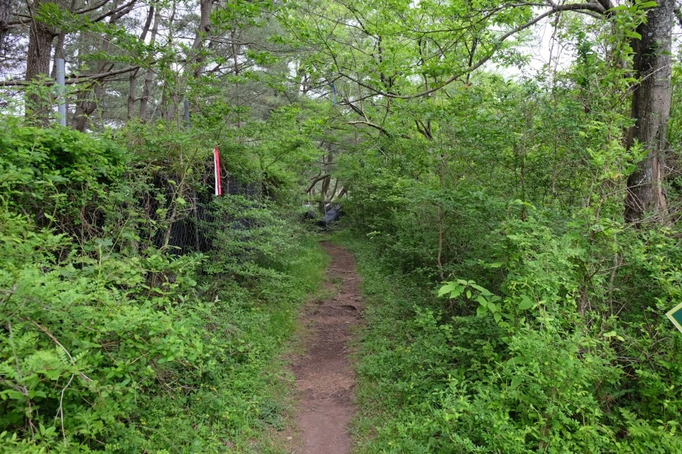 %EC%84%B8%EB%AF%B8%EC%96%91_%EC%98%A4%EB%A6%84_%EA%B4%80%EC%9D%8C%EC%82%AC_%EA%B0%80%EB%8A%94%EA%B8%B8_4.JPG?type=w966