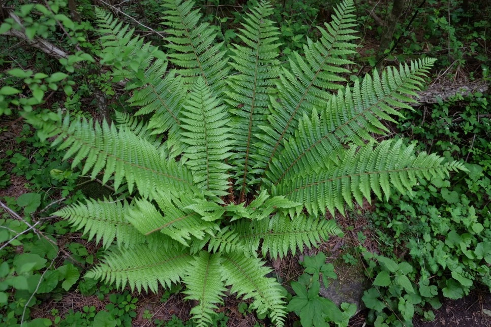 %EC%84%B8%EB%AF%B8%EC%96%91_%EC%98%A4%EB%A6%84_%EA%B3%A0%EC%82%AC%EB%A6%AC_1.JPG?type=w966