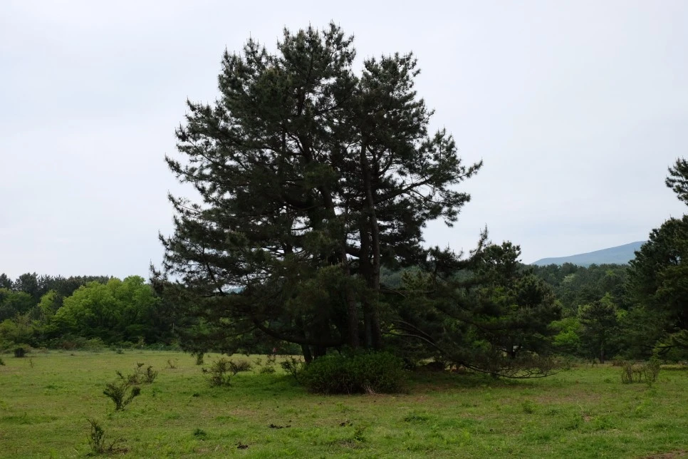 %EC%84%B8%EB%AF%B8%EC%96%91_%EC%98%A4%EB%A6%84_%EA%B3%A0%EC%82%AC%EB%A6%AC_%ED%8F%89%EC%9B%90_%EB%82%98%EB%AC%B4_.JPG?type=w966