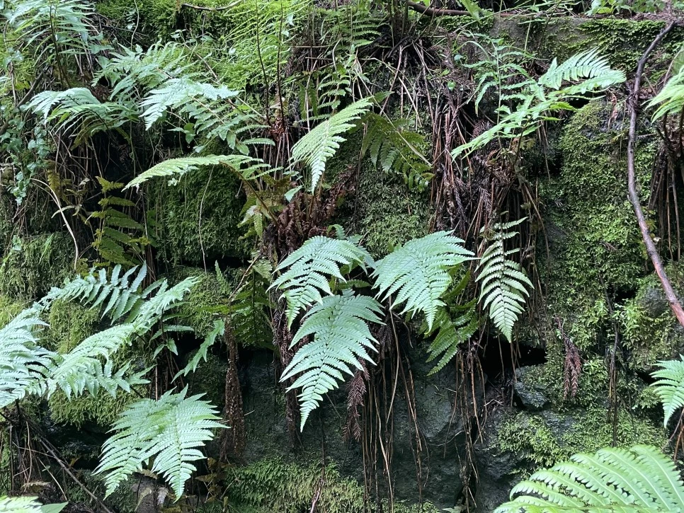 %EB%85%B8%EB%A3%A8%EC%86%90%EC%9D%B4_%EA%B3%A0%EC%82%AC%EB%A6%AC_%EC%9D%B4%EB%81%BC.jpg?type=w966