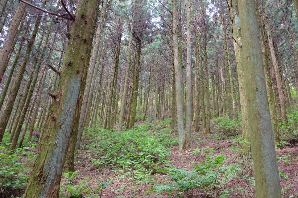 %EC%84%B8%EB%AF%B8%EC%96%91_%EC%98%A4%EB%A6%84_%EC%88%B2%EA%B8%B8_2.JPG?type=w966