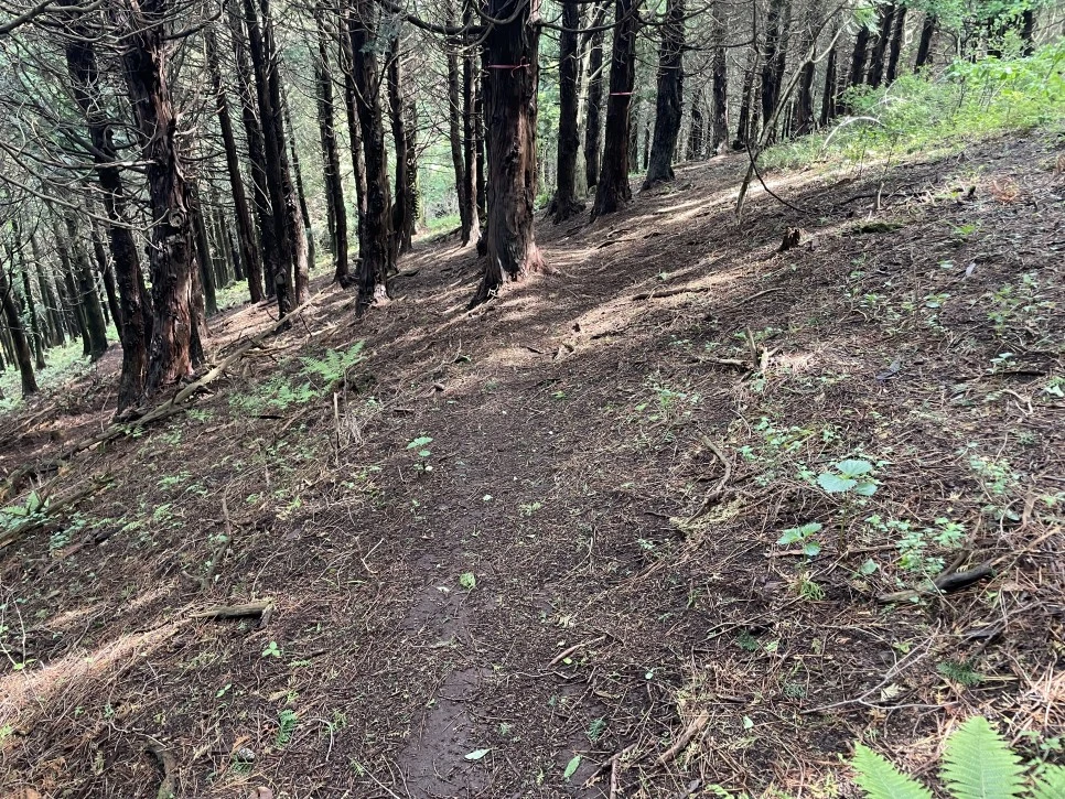 %EB%85%B8%EB%A3%A8%EC%86%90%EC%9D%B4_%EC%9E%83%EC%96%B4%EB%B2%84%EB%A6%B0_%EA%B8%B82.jpg?type=w966