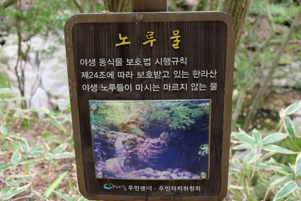 %EC%84%B8%EB%AF%B8%EC%96%91_%EC%98%A4%EB%A6%84_%EB%85%B8%EB%A3%A8%EB%AC%BC_%EC%9C%A0%EB%9E%98.JPG?type=w966