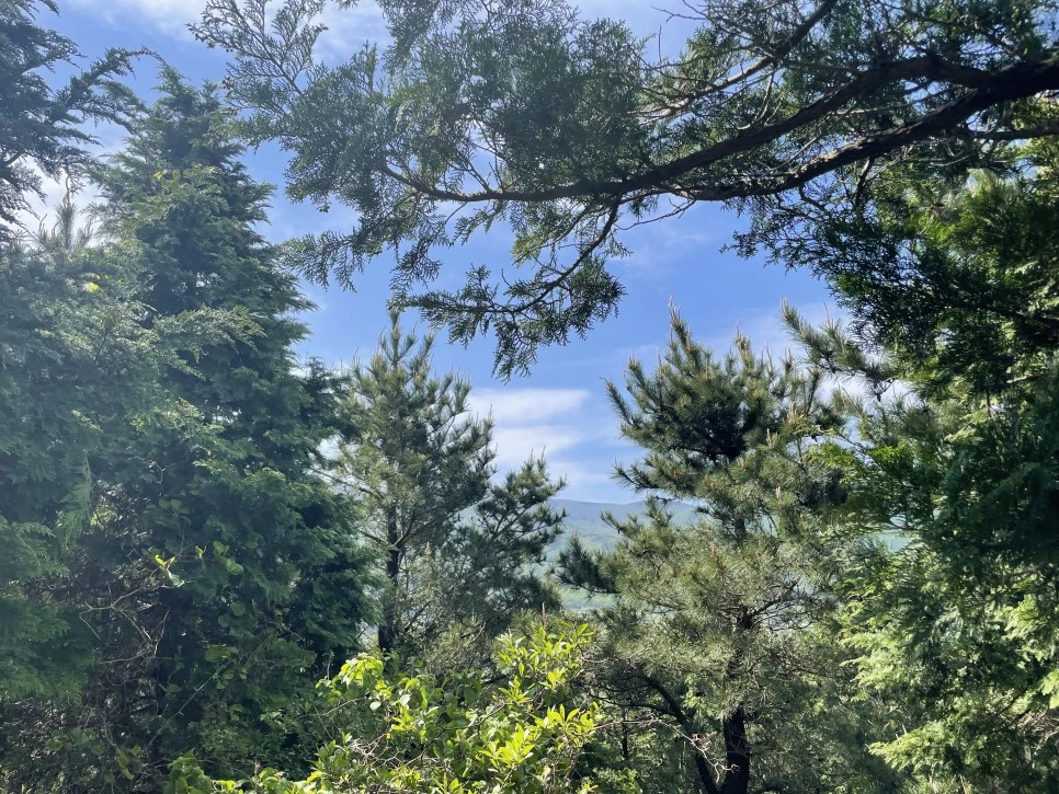 %EB%85%B8%EB%A3%A8%EC%86%90%EC%9D%B4_%EC%A0%95%EC%83%81_%ED%95%98%EB%8A%98.jpg?type=w966