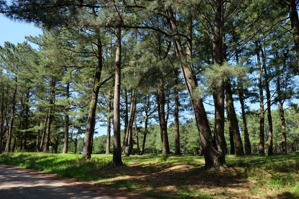 %EB%B0%A9%EC%84%A0%EB%AC%B8%EA%B3%84%EA%B3%A1_%EC%97%B4%EC%95%88%EC%A7%80_%EC%98%A4%EB%A6%84_%EA%B0%80%EB%8A%94%EA%B8%B8_6-%EA%B3%A8%ED%94%84%EC%9E%A5.JPG?type=w966