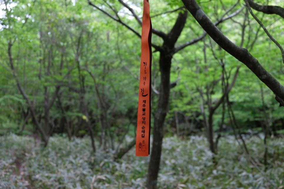 %EC%84%B8%EB%AF%B8%EC%96%91_%EC%98%A4%EB%A6%84_%EC%A0%88%EB%A1%9C%EA%B0%80%EB%8A%94%EA%B8%B8_%EB%A6%AC%EB%B3%B8_2.JPG?type=w966