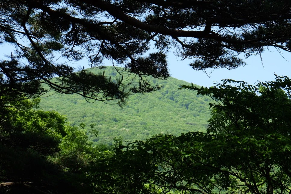 %EA%B3%A8%EB%A8%B8%EB%A6%AC%EC%98%A4%EB%A6%84_%EC%84%9D%EA%B5%B4%EC%95%94_%EC%96%B4%EC%8A%B9%EC%83%9D.JPG?type=w966