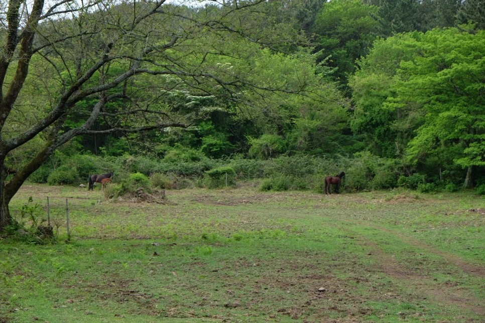 %EC%84%B8%EB%AF%B8%EC%96%91_%EC%98%A4%EB%A6%84_%EA%B3%A0%EC%82%AC%EB%A6%AC_%ED%8F%89%EC%9B%90_%EB%A7%90.JPG?type=w966