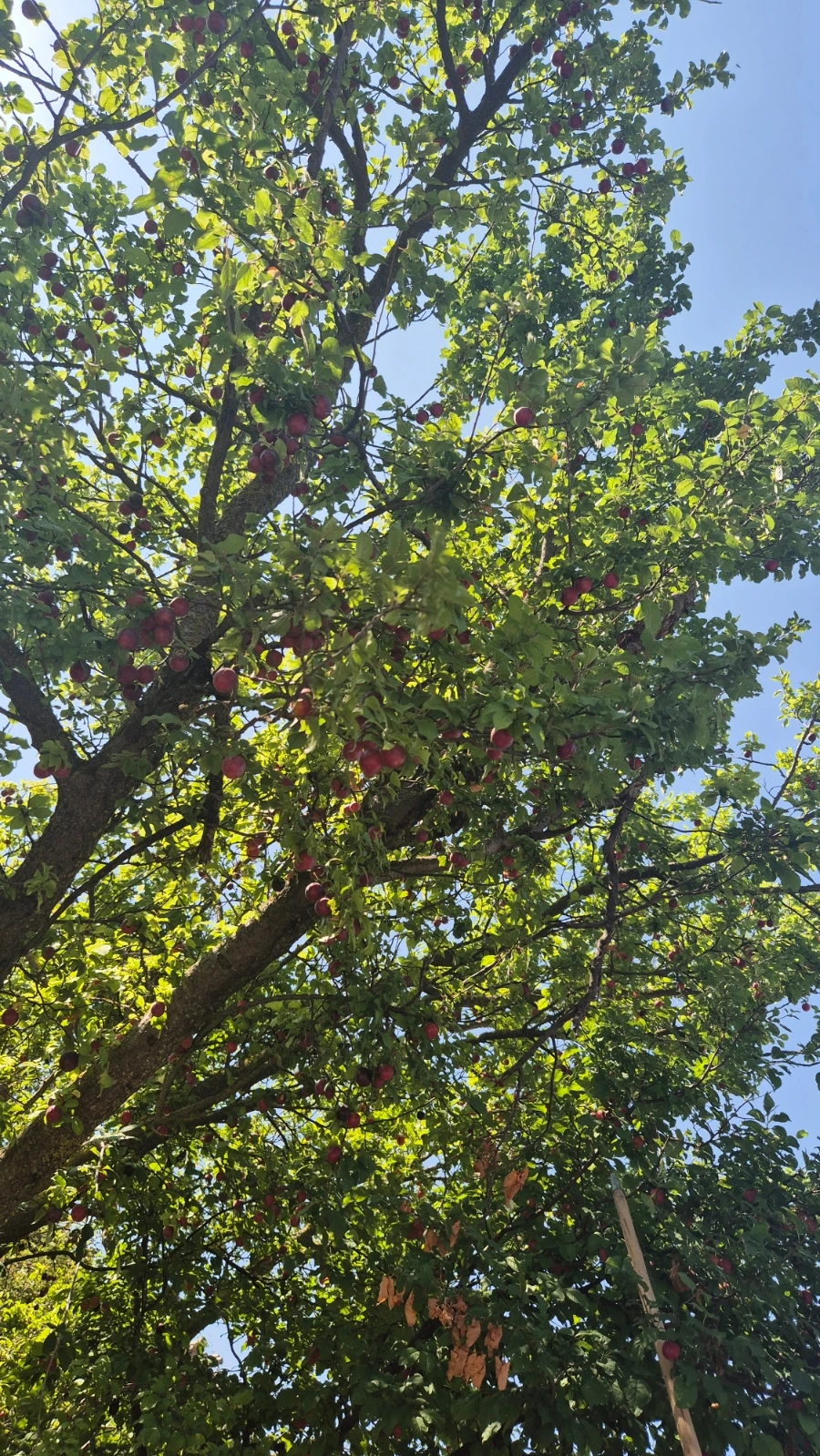 900%EF%BC%BF20240805%EF%BC%BF125042.jpg?type=w3840