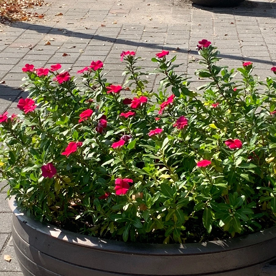 output_2757926361.jpg?type=w1