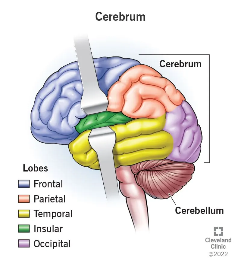 23083-cerebrum