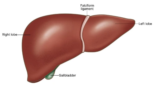 liver-anatomy-blog-illustration.jpg?v=1744630215