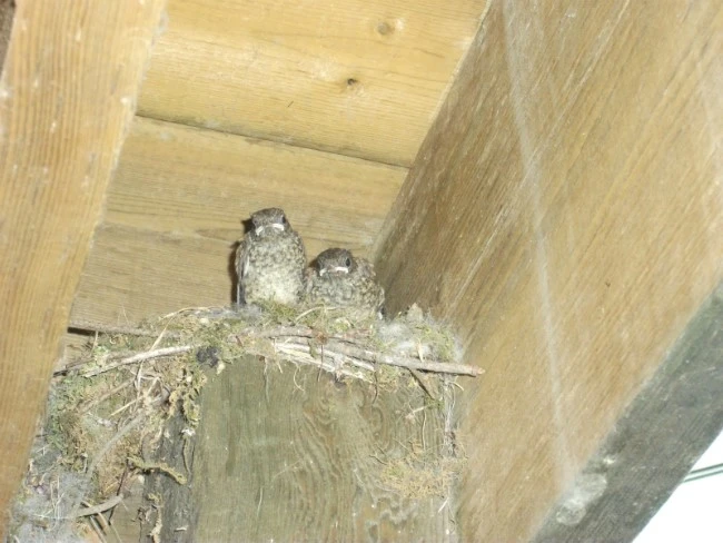 DSCF3188.JPG?type=w1