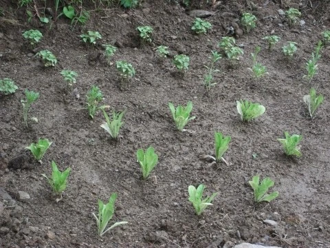 DSCF2663.JPG?type=w1