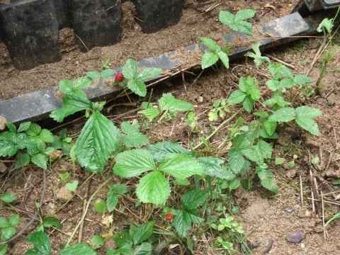 DSCF2676.JPG?type=w1