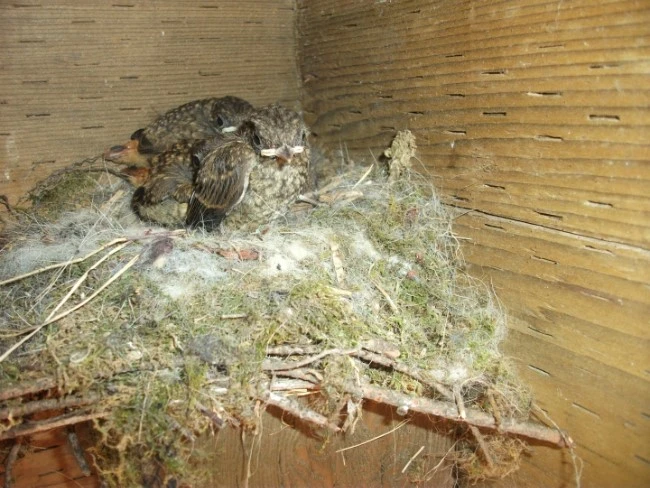 DSCF3158.JPG?type=w1