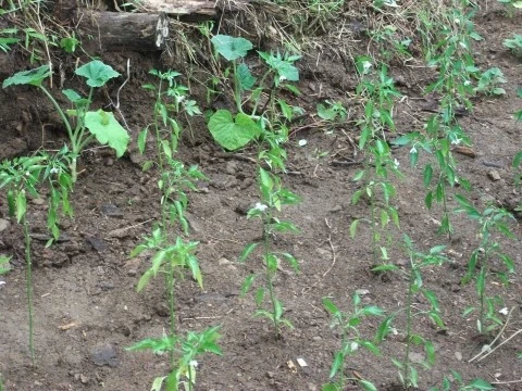 DSCF2665.JPG?type=w1