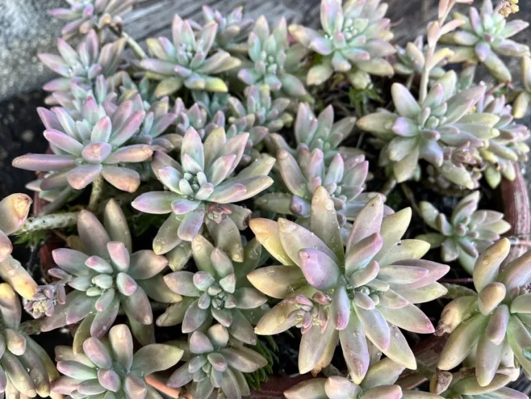 IMG_8581.JPG?type=w773