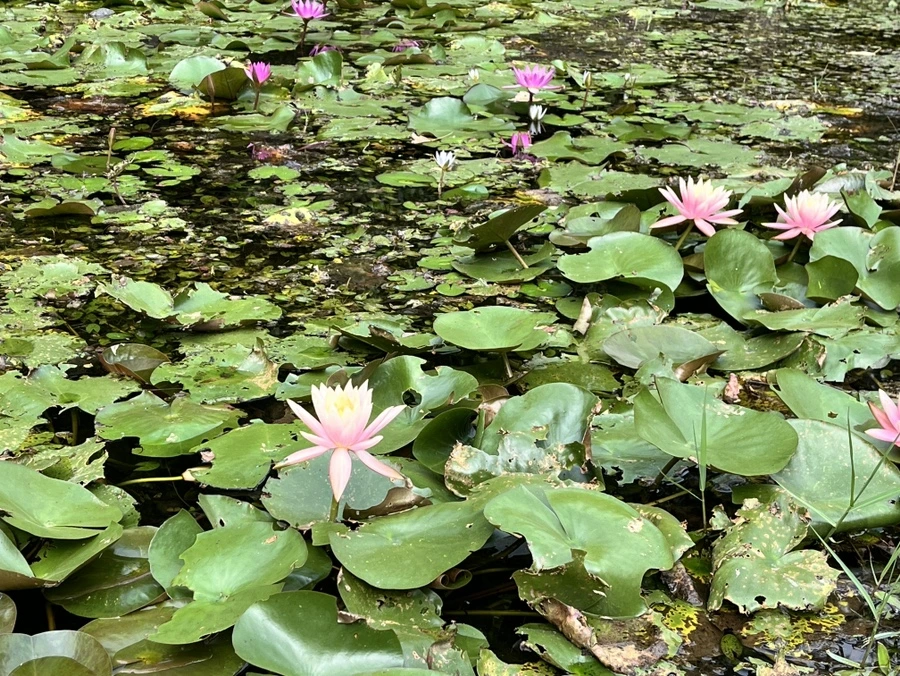 IMG_2787.JPG?type=w966