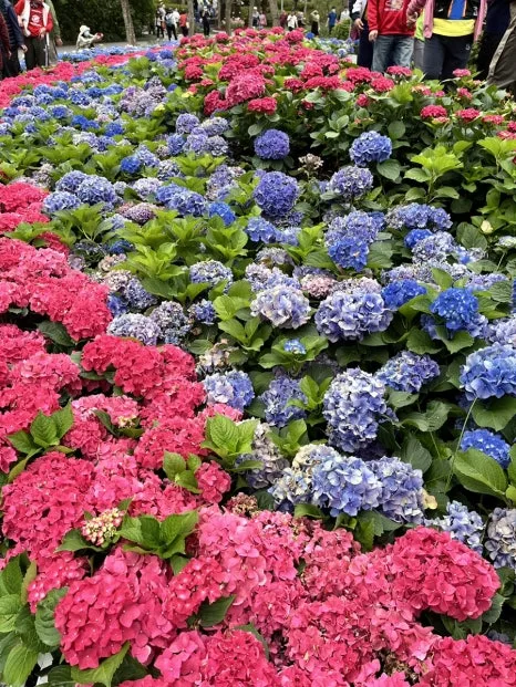 IMG_4120.JPG?type=w466