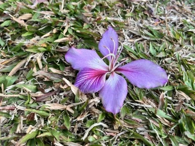 IMG_8617.JPG?type=w386