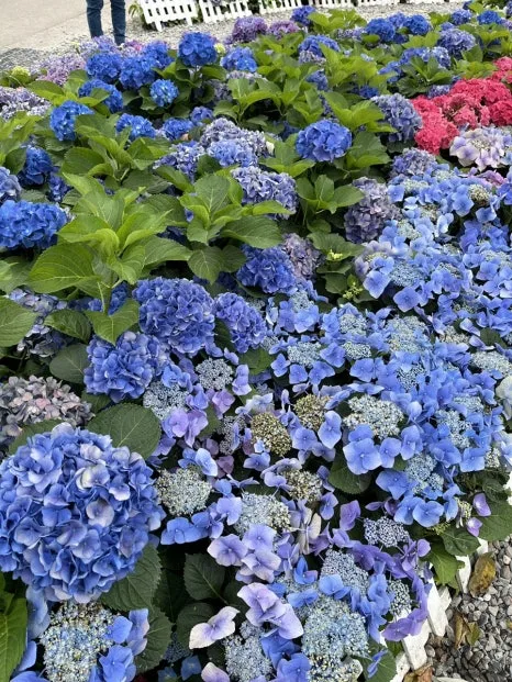 IMG_4118.JPG?type=w466