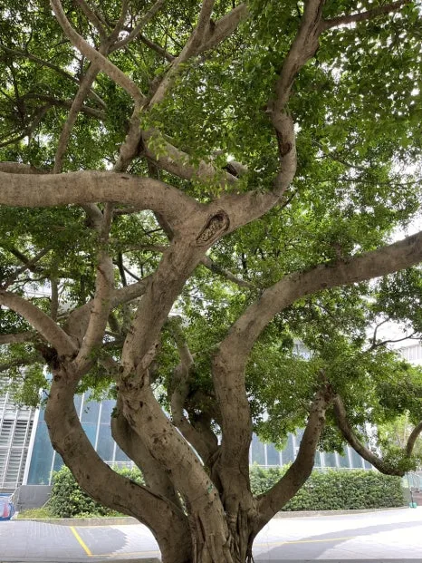 IMG_4595.JPG?type=w466