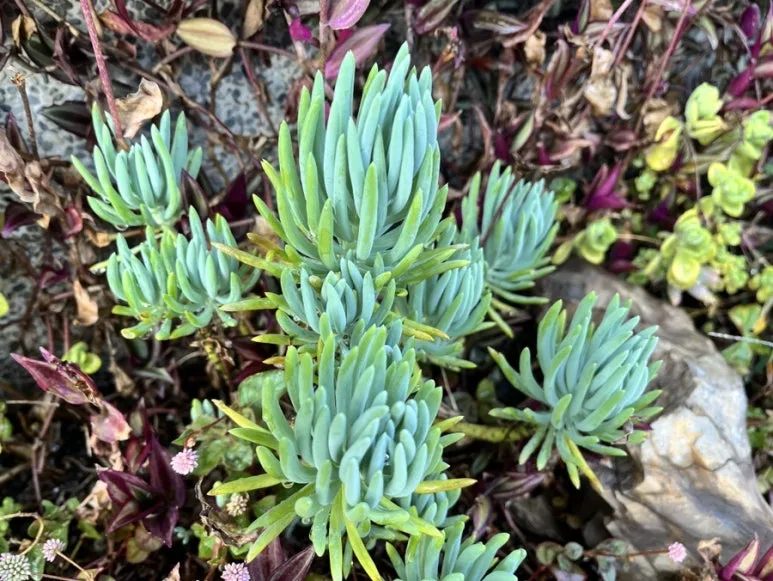 IMG_8582.JPG?type=w773