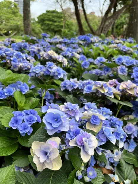 IMG_4110.JPG?type=w466