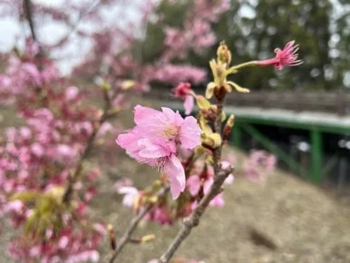 IMG_8501.JPG?type=w386