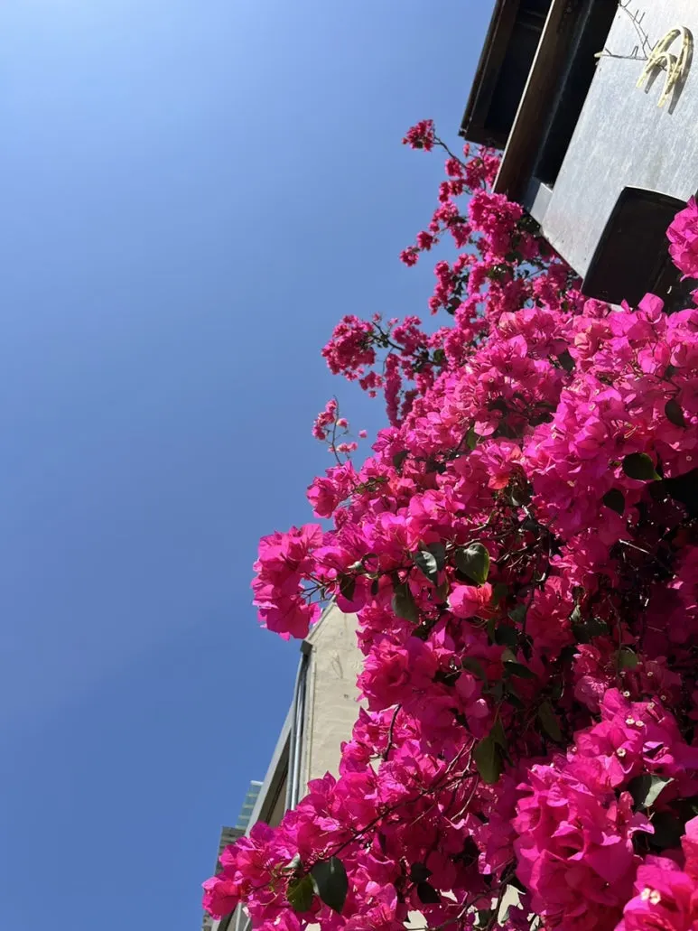 IMG_0755.JPG?type=w773