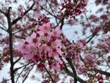 IMG_8532.JPG?type=w386