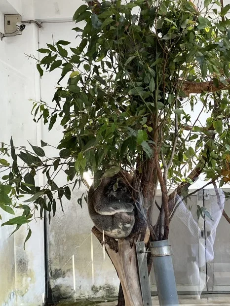 IMG_4447.JPG?type=w466