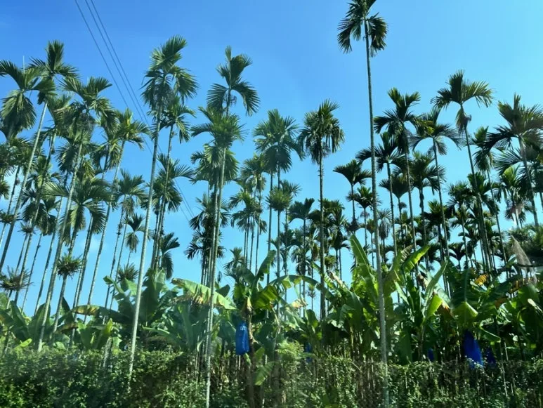 IMG_8309.JPG?type=w773