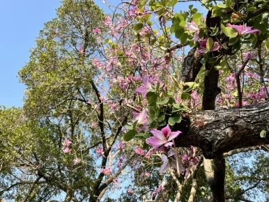 IMG_8616.JPG?type=w386