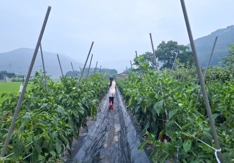 SE-33c6ac6a-801e-4e8a-941f-4bf96fb2ff47.jpg?type=w466