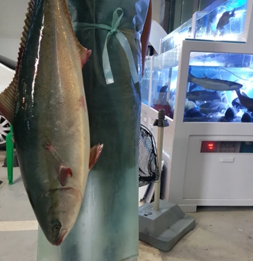 평창한옥학교 6주차 수요일 방어회식_대방어 사진_20211124.PNG