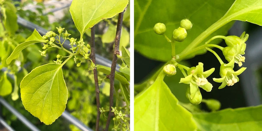 SE-035a6a56-b5c2-4645-a77a-abeeb368cfef.jpg?type=w1