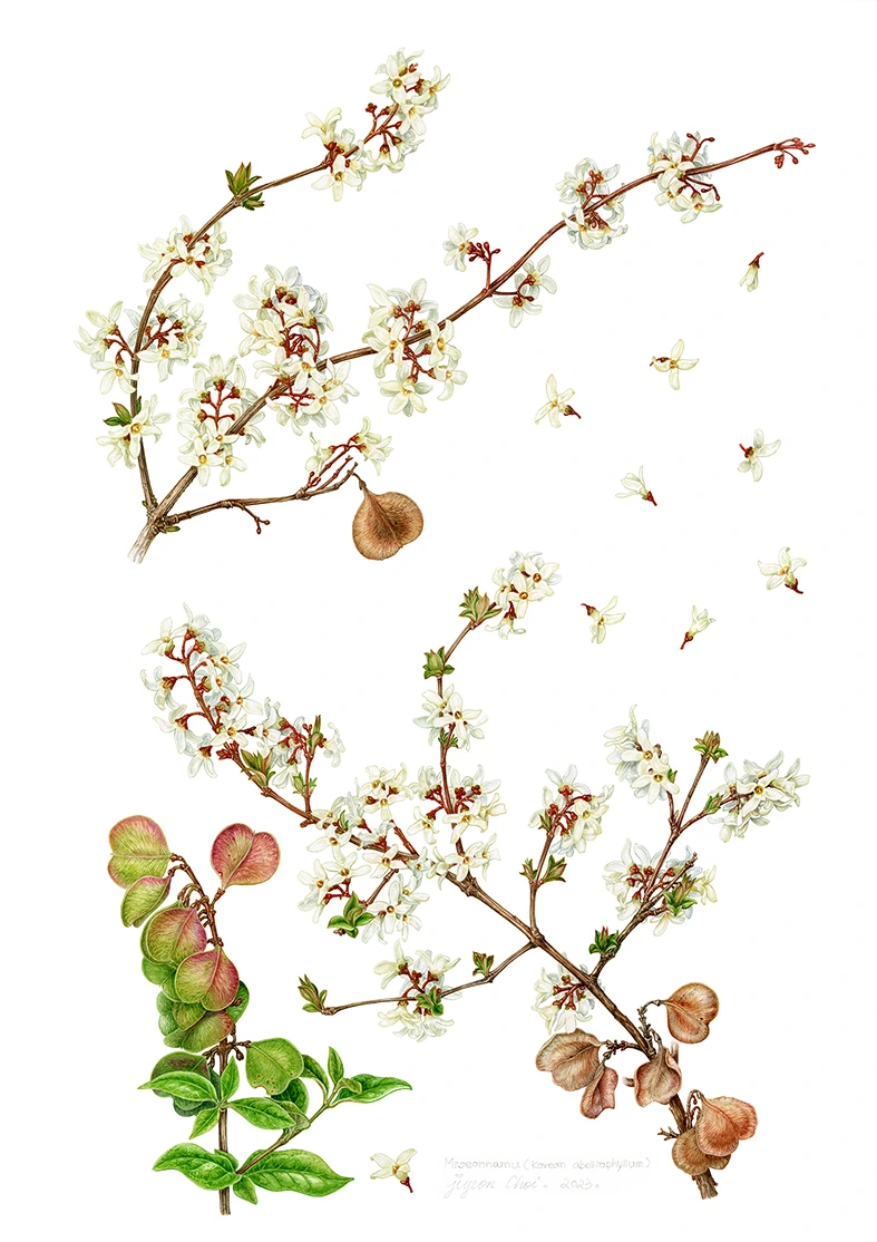 21.%EB%AF%B8%EC%84%A0%EB%82%98%EB%AC%B4%EC%8A%A4%EC%BA%94_%EC%9A%A9%EB%9F%89%EC%A1%B0%EC%A0%95.jpg?type=w1