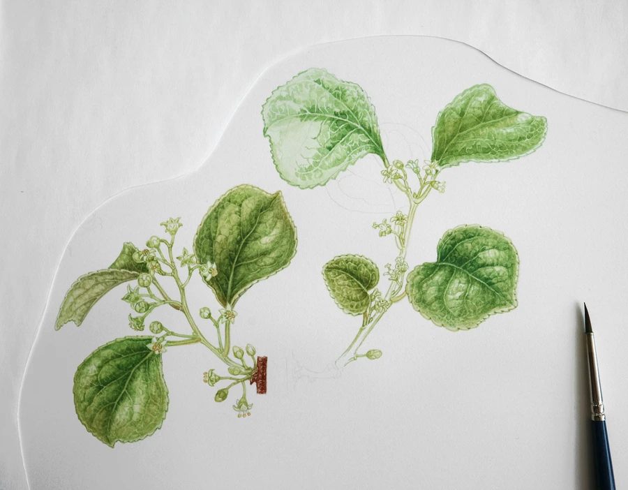 SE-f3a11f8b-5367-4f02-bcb1-50da922c68d7.jpg?type=w1