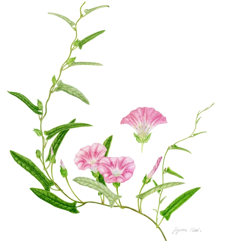 22_%EB%A9%94%EA%BD%83%EC%8A%A4%EC%BA%94_%EC%9A%A9%EB%9F%89%EC%A1%B0%EC%A0%95.jpg?type=w1