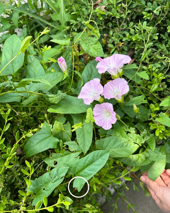 SE-3c87697d-e756-4820-9171-08370716c37e.jpg?type=w1