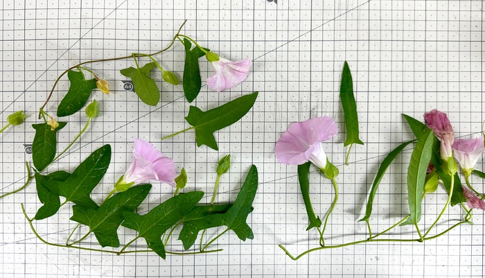 SE-60ebbdb0-9d96-4aeb-9676-df9998c2ae2f.jpg?type=w1