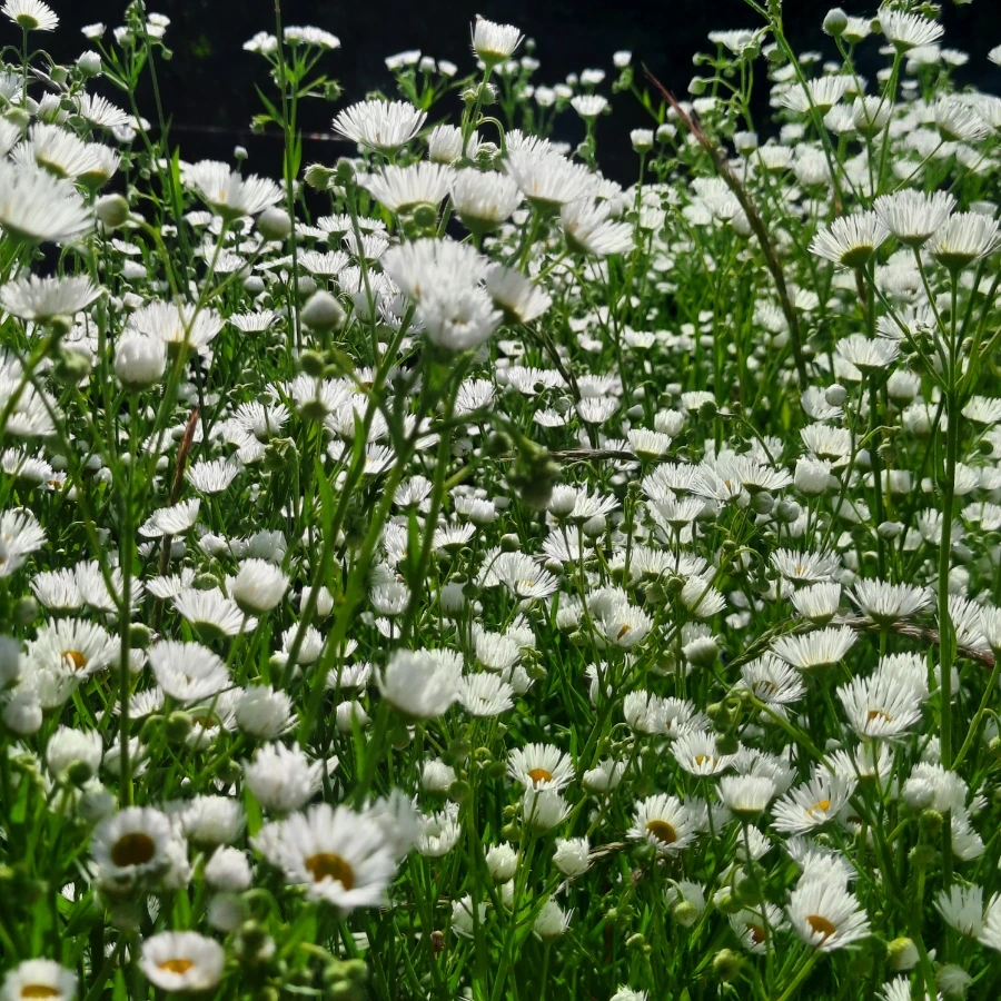 20240612%EF%BC%BF091508.jpg?type=w1